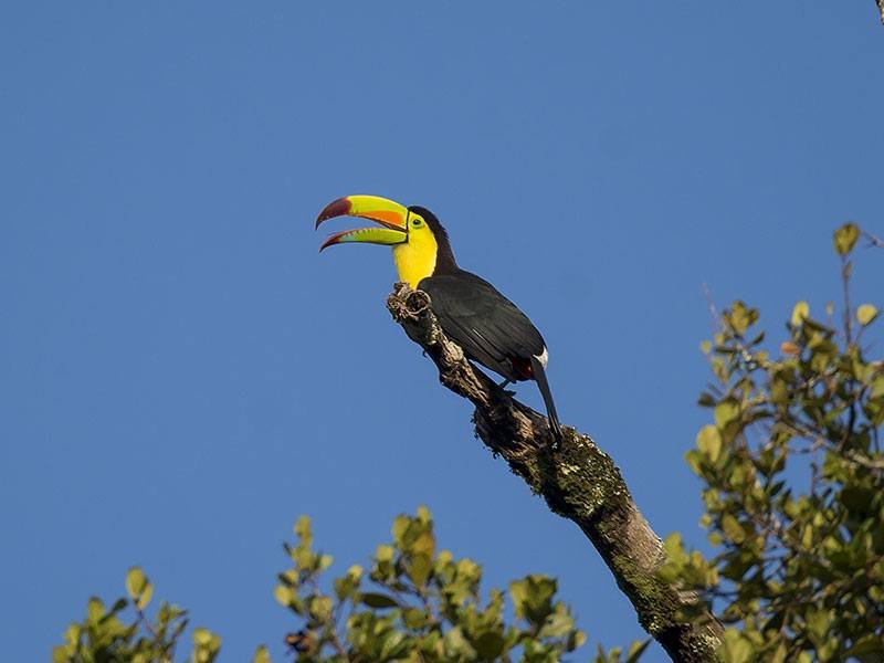 Keel-billed Toucan © 2022 Martsam Travel