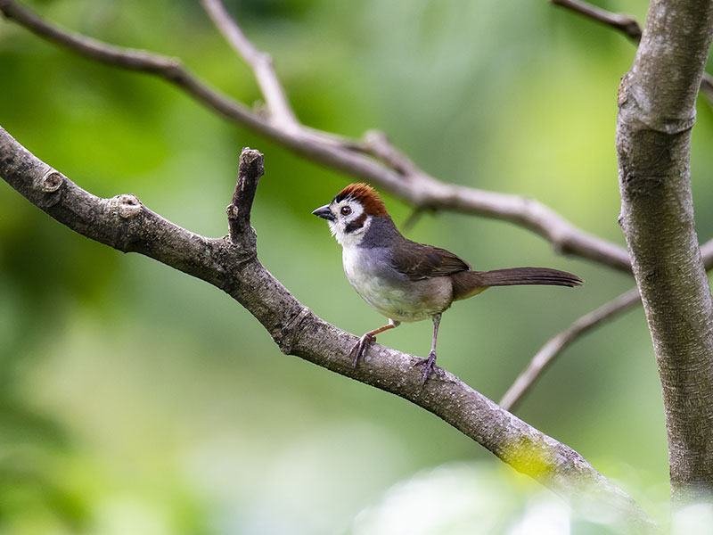 White-faced Ground-Sparrow © 2022 Martsam Travel