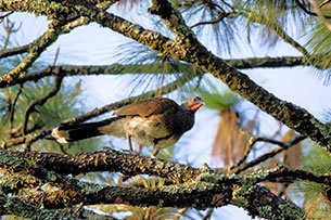 White-bellied Chachalaca © 2022 Martsam Travel