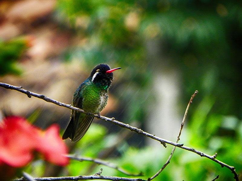 White-eared Hummingbird © 2022 Martsam Travel