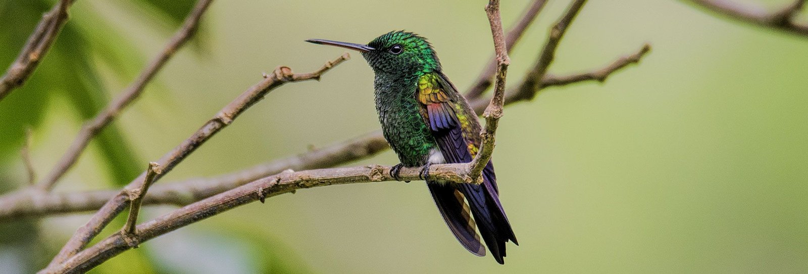 Blue-tailed Hummingbird © 2022 Martsam Travel The Hummingbird Experience © 2022 Martsam Travel
